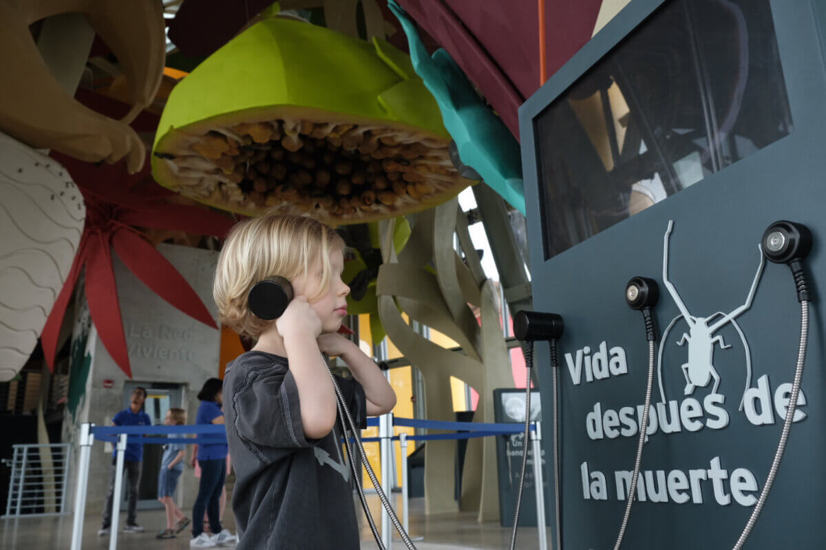 Celebrating biodiversity for Biomuseo Panama Living Web children enter interactive gallery where they learn and identify species