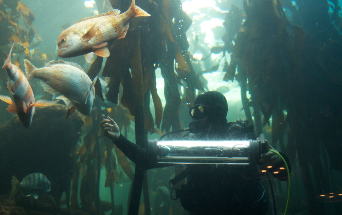 Chrome Web Lab: Making the Internet physical Andrew Meredith undersea kelp forest South Africa photograph