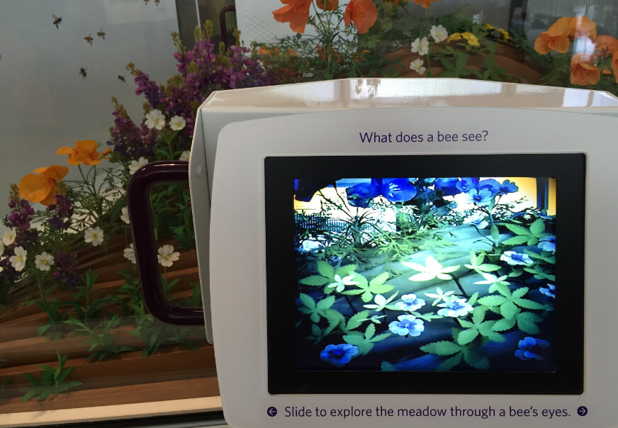 Exhibition display at the California Academy of Sciences titled Color of Life